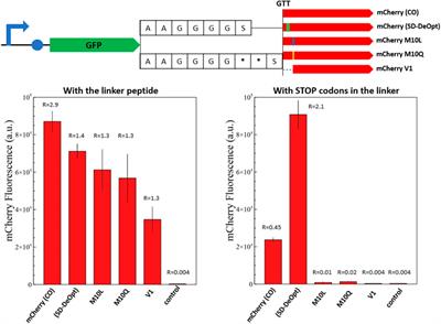 mCherry contains a fluorescent protein isoform that interferes with its reporter function